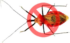 Software Bug